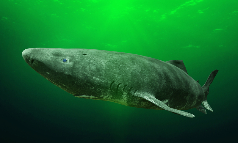 Greenland Shark | Shutterstock