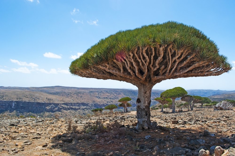 Discover The Location of The Fabled Tree of Life | Shutterstock 