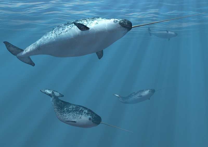 Narwhals: Mysterious Sea Unicorns With Tusks That Can Do Powerful Things | 