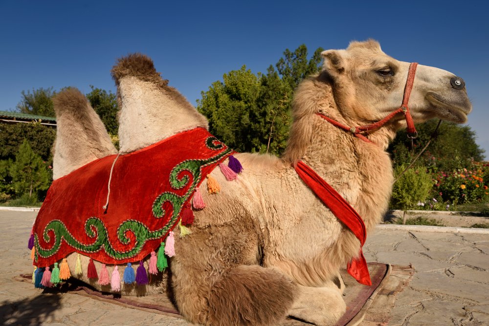 Vintage Camel Saddles | 