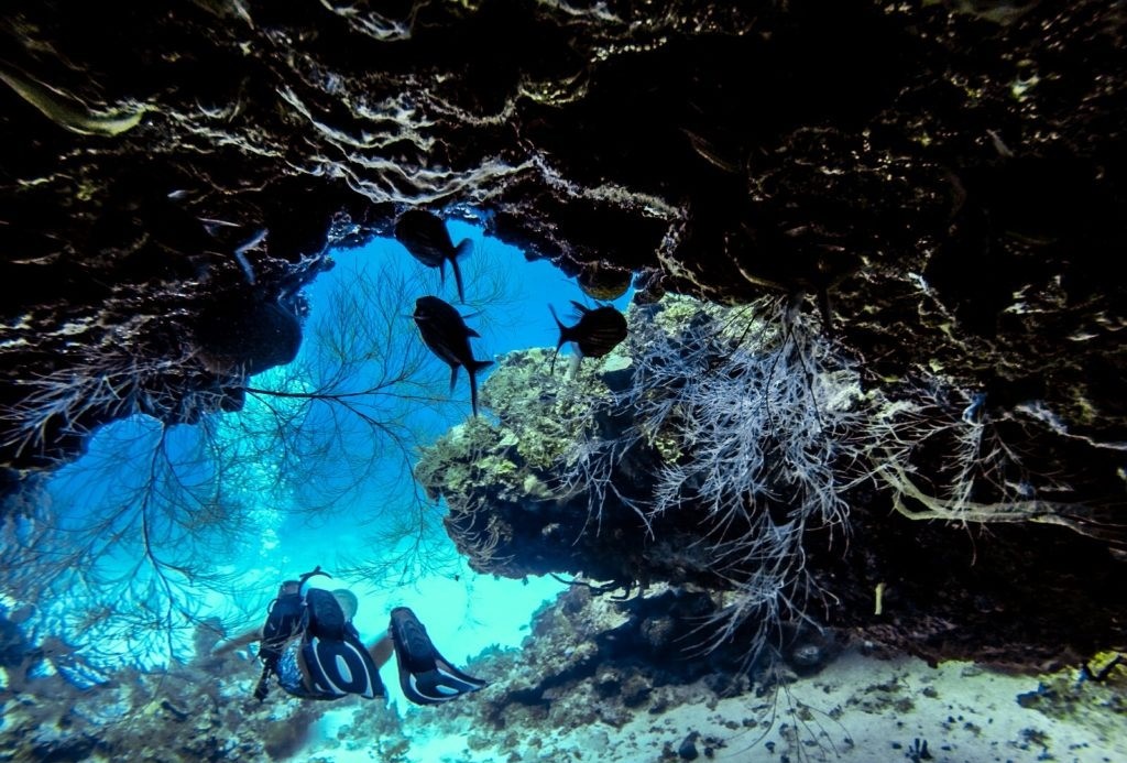 The Throne Room: Negril’s famous dive site | 
