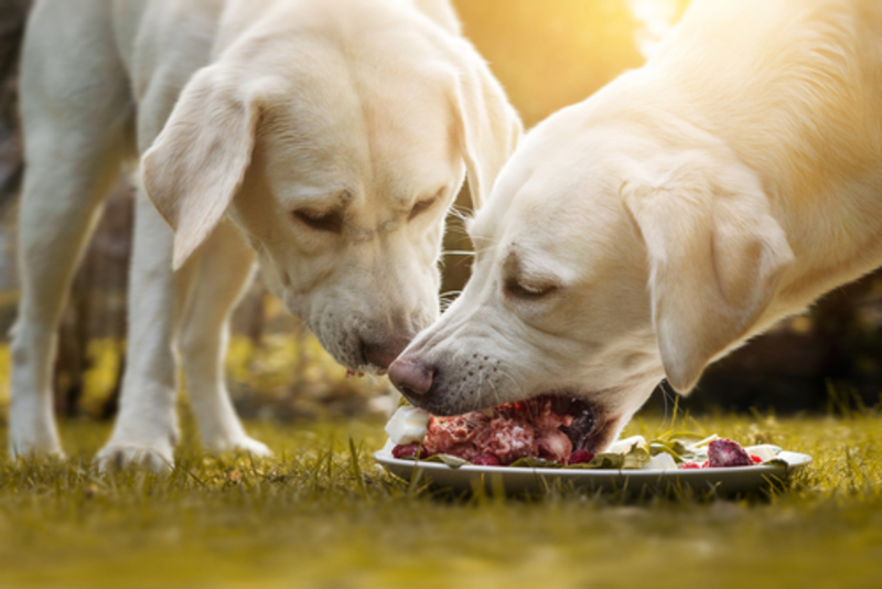 Food Smart: Making the Right Choice For Your Pet’s Food | 