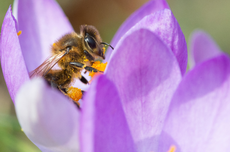 Why Pollinators Matter | 