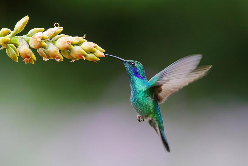 Why Pollinators Matter | Shutterstock