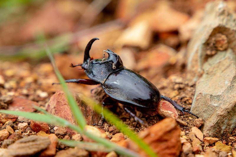 This Tiny Robot-Beetle Runs on Alcohol | Shutterstock