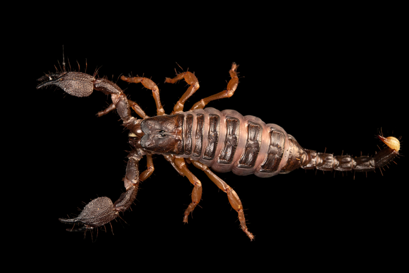 This Ancient Scorpion Was One of the First Air Breathers on the Planet | Shutterstock