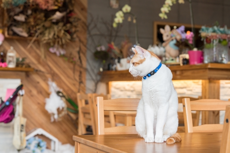 Cat Cafe For Cuddle Critters - 2014 | Shutterstock