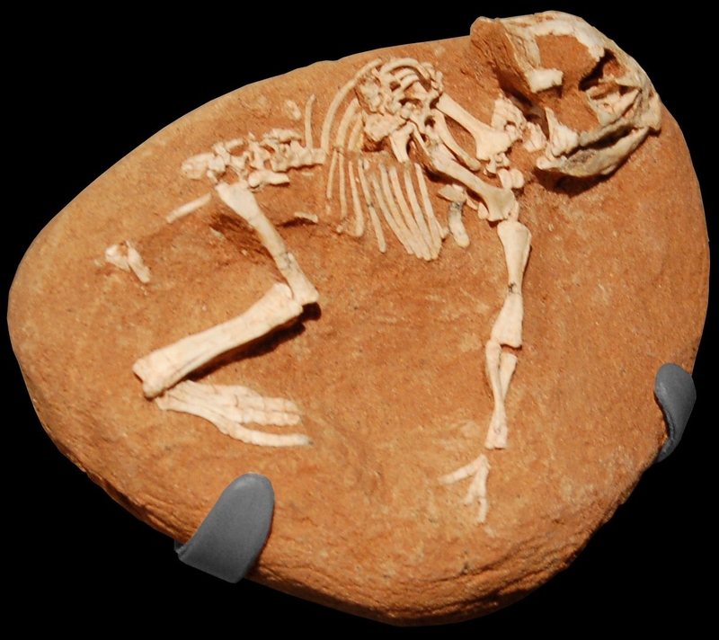 New Dinosaur Discoveries: Eggs, Embryos, Teeth, and Much More | 