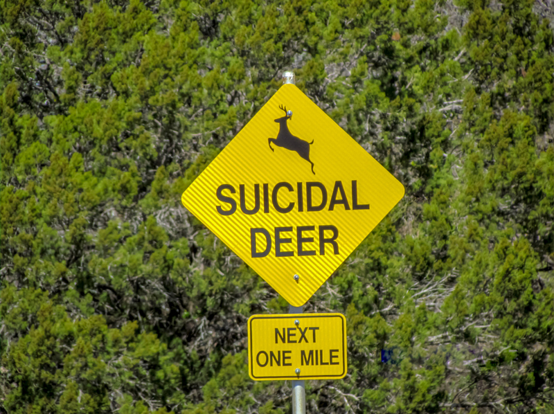 Suicidal Deer | Andy Wilcock/Shutterstock