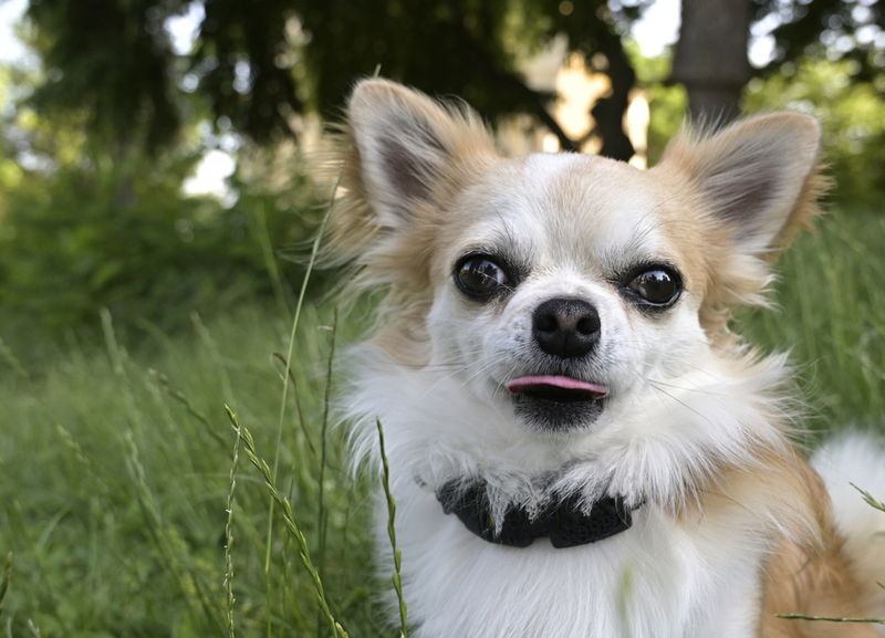 63. Chihuahua | Shutterstock