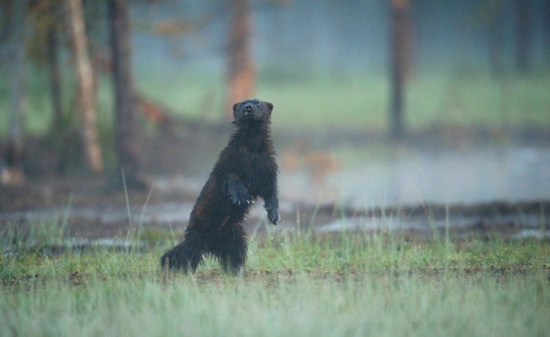 Standing Wolverine | Alamy Stock Photo by Nature Picture Library/Wild Wonders of Europe/Widstrand