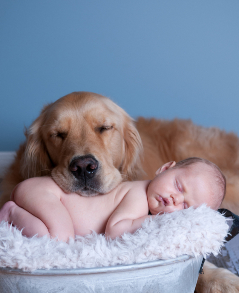 Forget the Cat Nap, Give Me A Puppy Nap | Getty Images Photo by StockerSteve