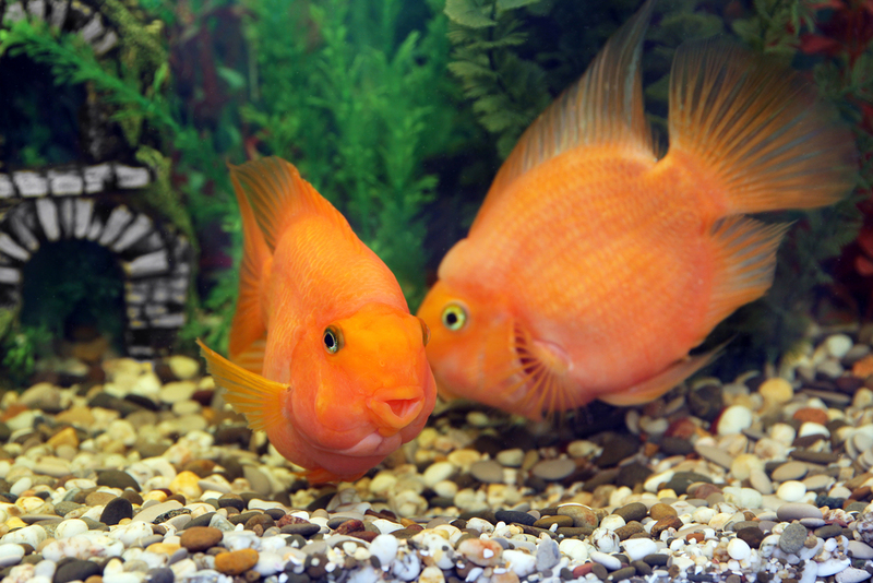 Fish With a Secret Messaging System | Shutterstock