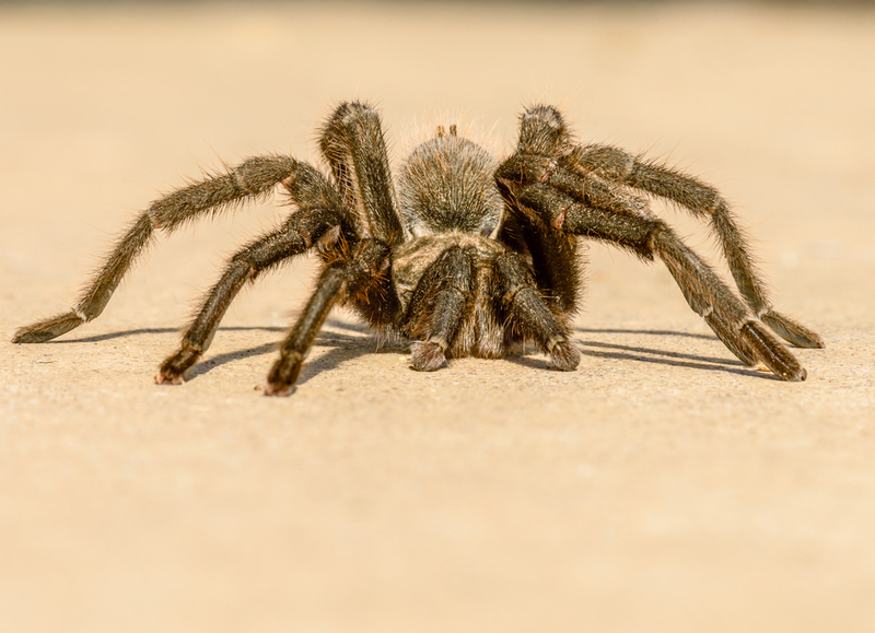 The Spider from Baja | Shutterstock