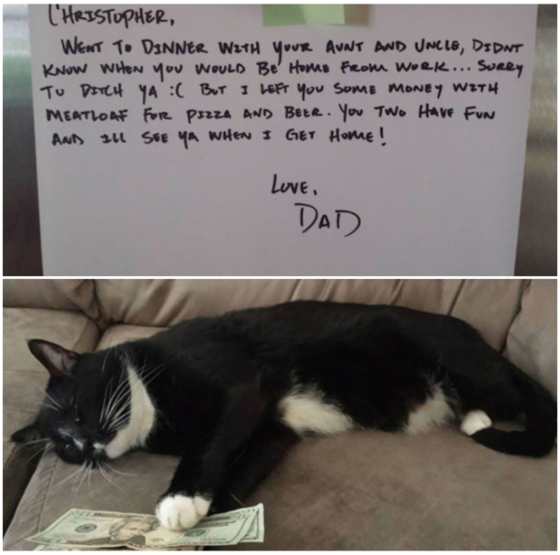 Meatloaf the Money Cat | Imgur.com/ghZgTJH & 3wQAmxd