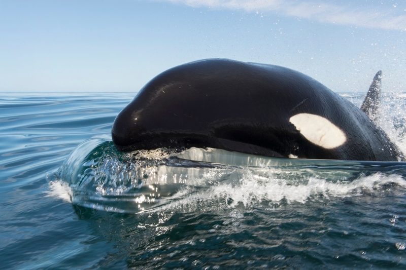 Whale Watching | Alamy Stock Photo