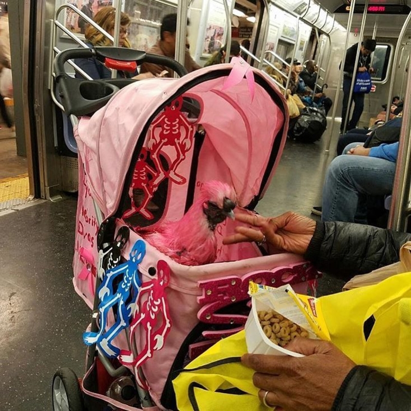 Let’s Start with the Simple Stuff | Instagram/@subwaycreatures