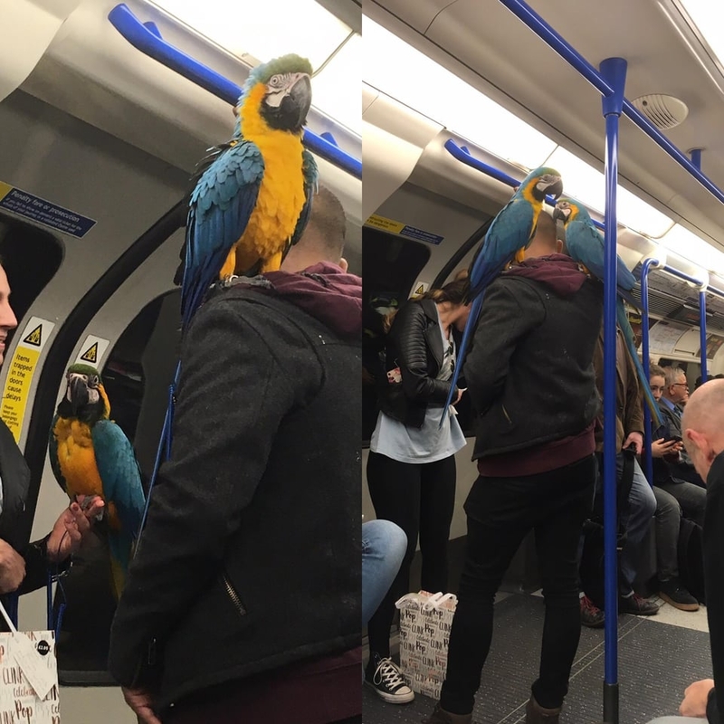 Birds of the Tube | Reddit.com/spazoline