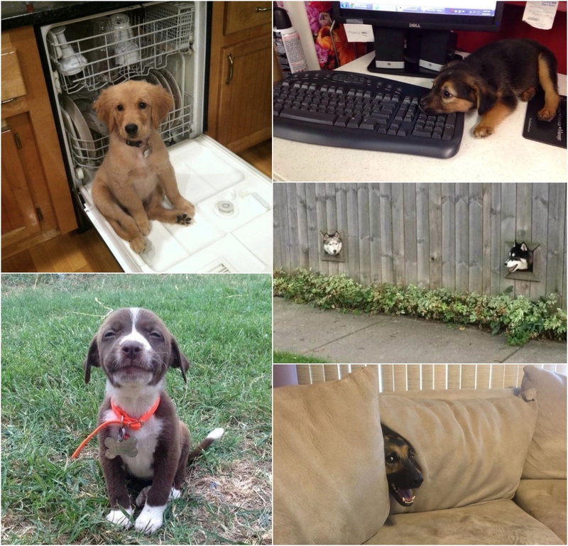 Hilarious Puppy Photos That Will Make Your Day | Imgur.com/KNKzOpd & x8mz1UE & UyQVhKc & Reddit.com/bgibs4 & dath0916 