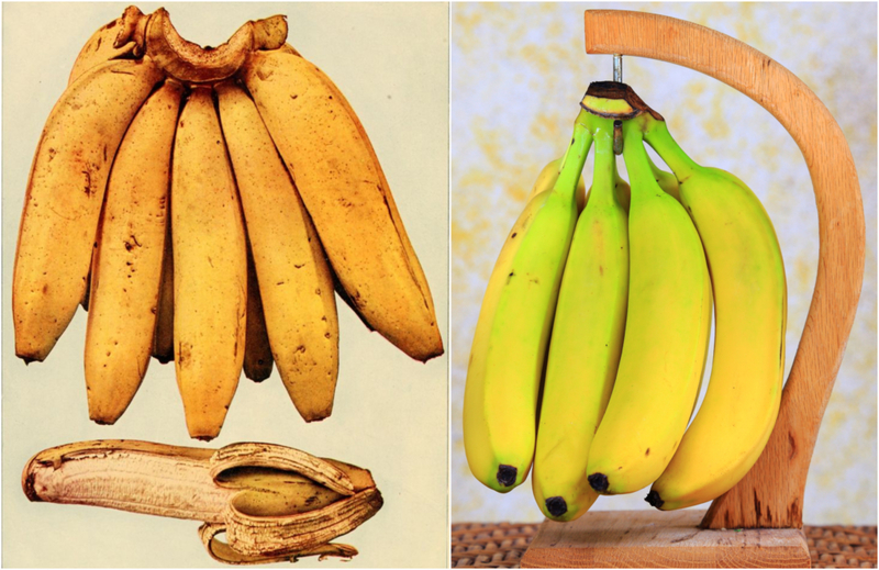 Bananas | Getty Images Photo by Smith Collection/Gado & Verity Snaps Photography/Shutterstock