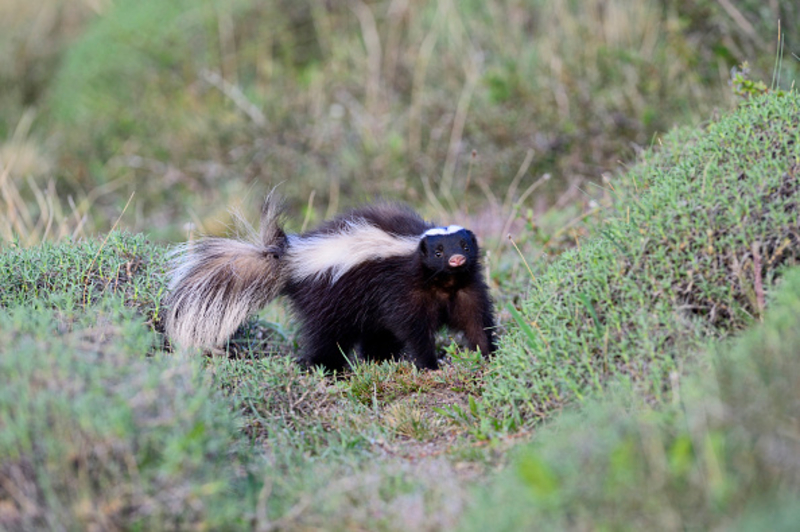 A Skunk Stamping Its Feet and Raising Its Tail Means Get Out of the Spray Zone | Getty Images Photo by David Tipling/Universal Images Group 