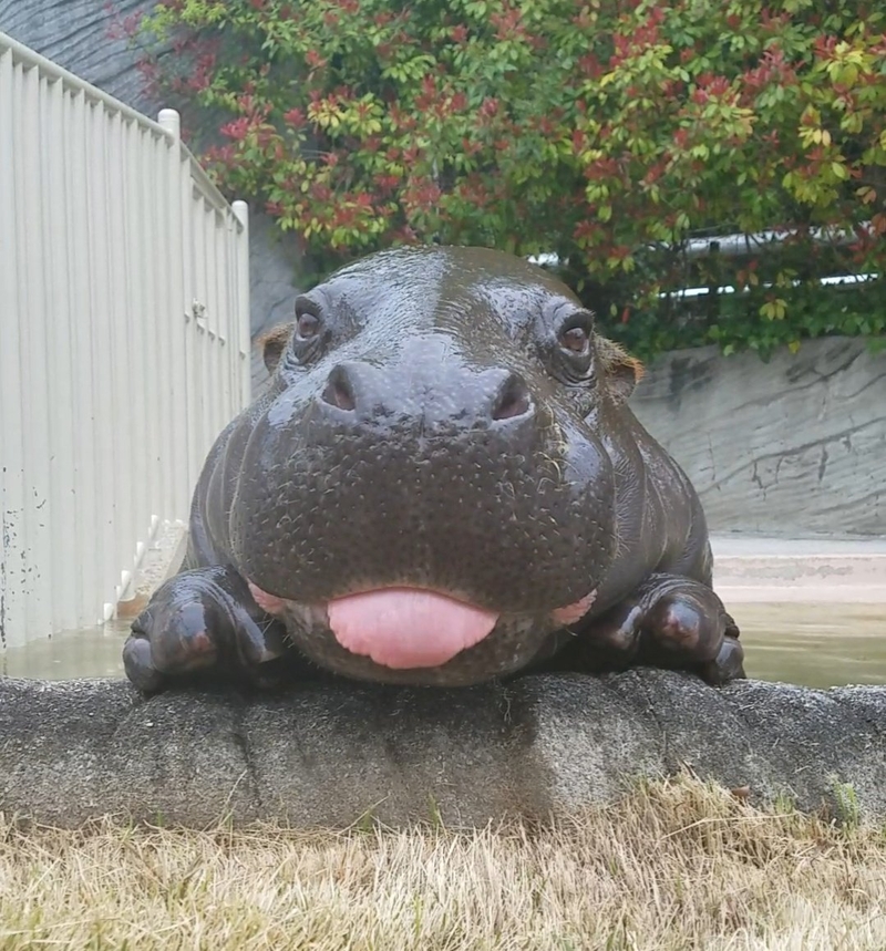 Ptthh! A Baby Hippo Sticks its Tongue Out and Blows Raspberry to Onlookers | Twitter/@tomotomotomomo
