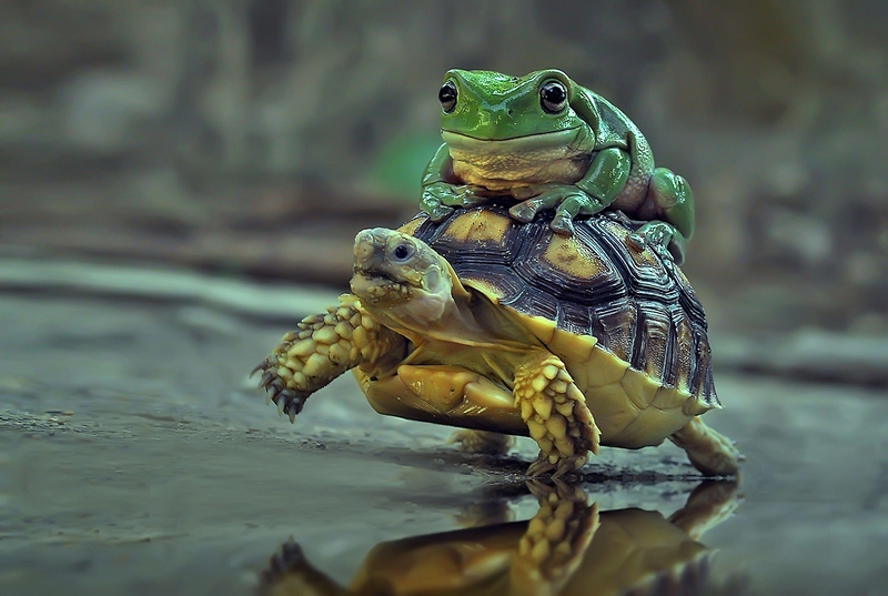 An Australian Green Tree Frog Piggy Backs Atop an African Spurred Tortoise | Alamy Stock Photo by Media Drum World