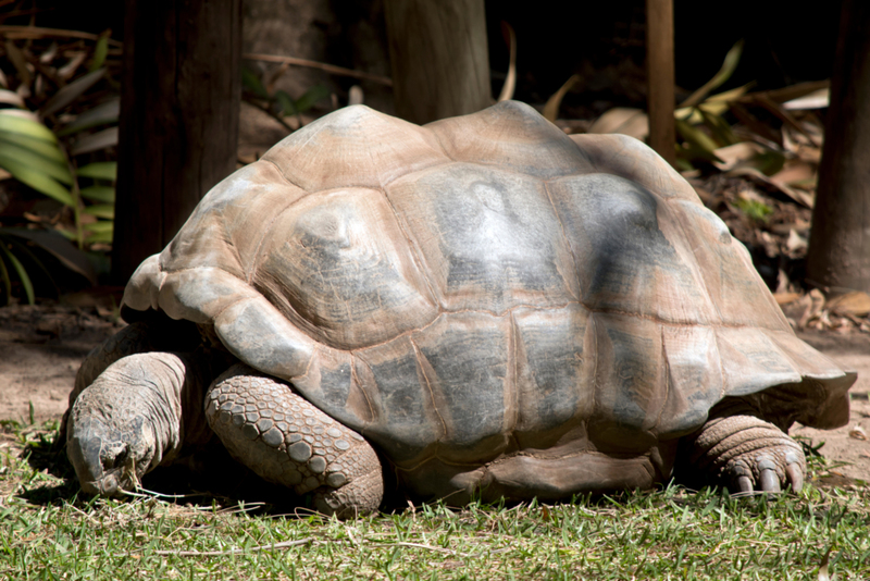 Aldabra Tortoise | Alamy Stock Photo