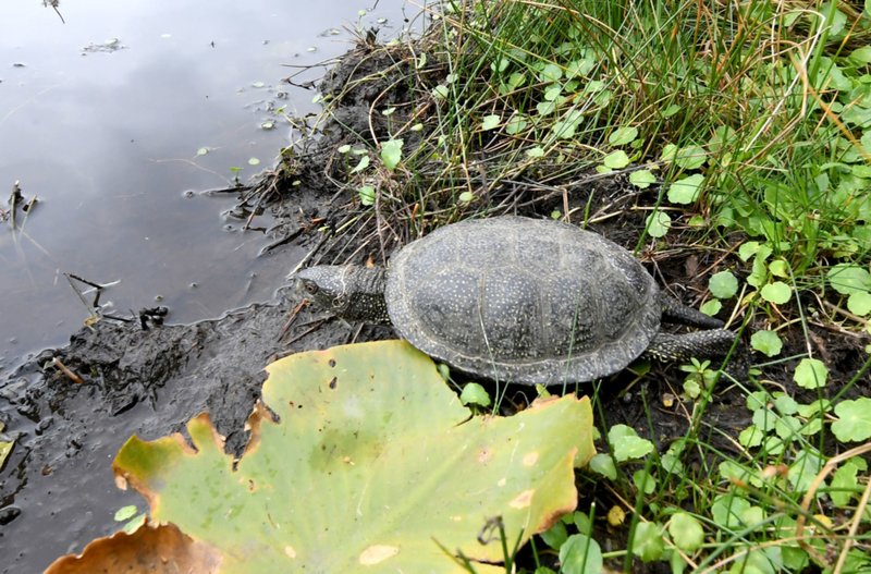 European Pond Turtle | Getty Images Photo by Holger Hollemann/picture alliance