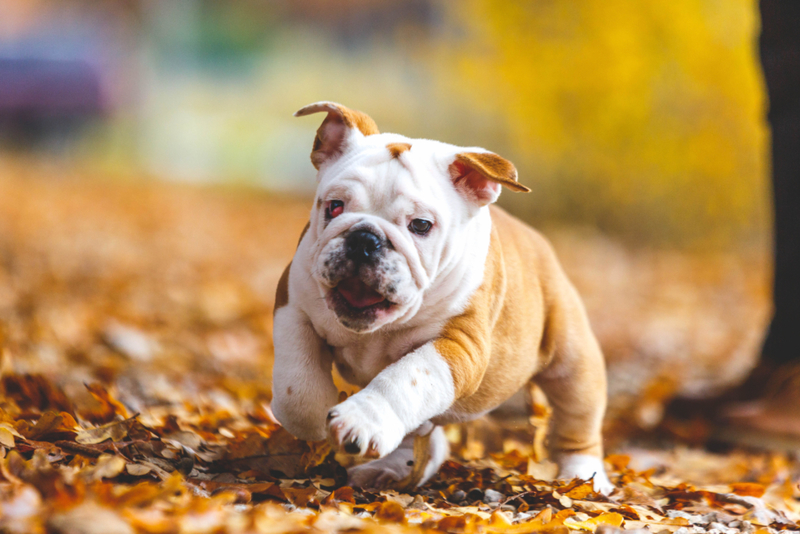 The Miniature English Bulldog | Alamy Stock Photo
