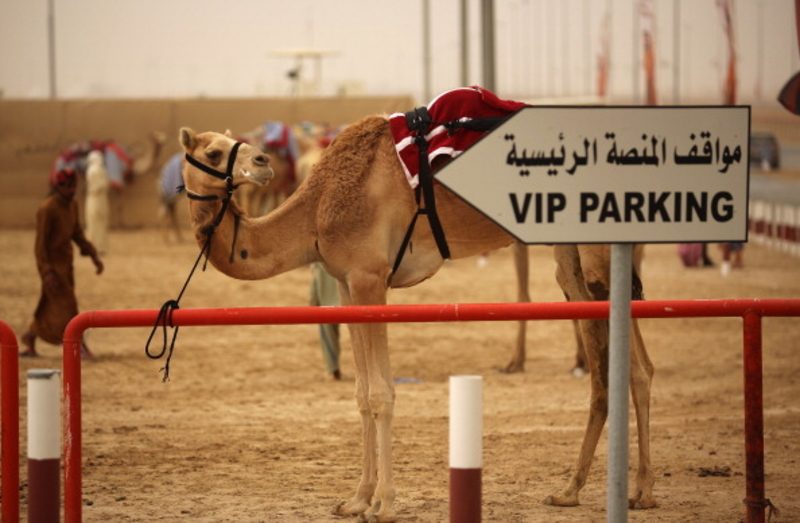 Camellos aquí, camellos allí, camellos en todas partes | Getty Images photo by - Christopher Furlong / Staff