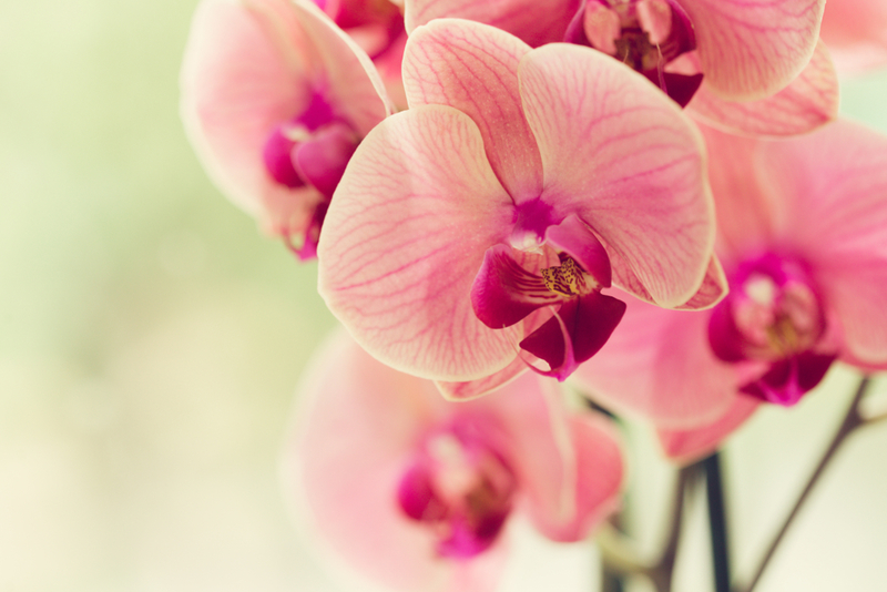 Orchids: Medicinal Marvels | Shutterstock