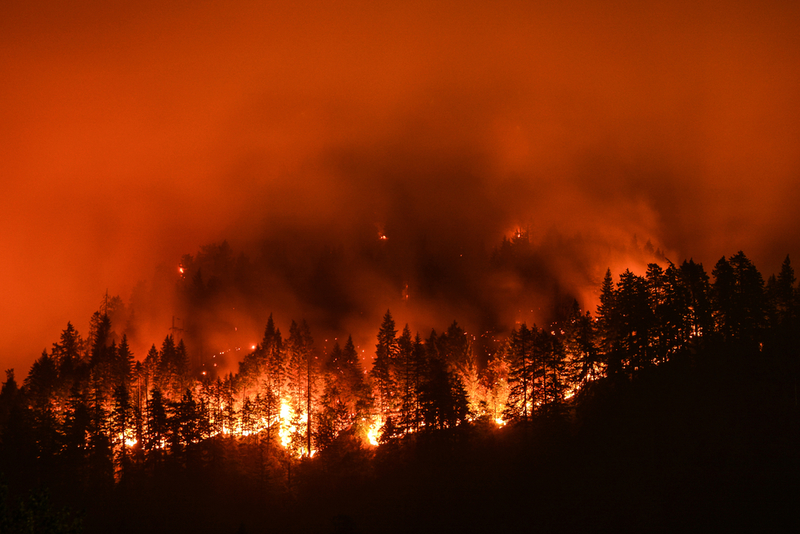Forest Fires- Friend or Foe to the Environment? | Shutterstock