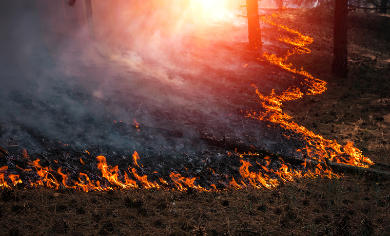 Forest Fires- Friend or Foe to the Environment? | Shutterstock