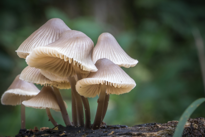 The Marvelous Benefits of Mushroom Leather | Shutterstock