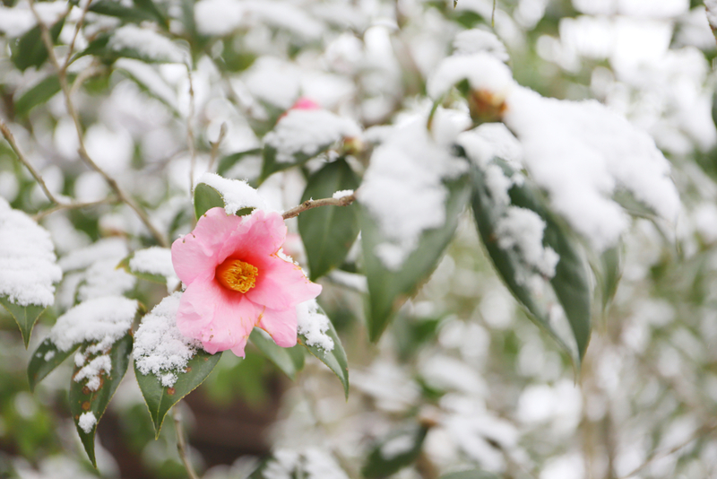 Camellias | Shutterstock