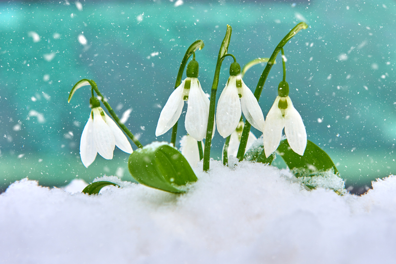Snowdrops | Shutterstock