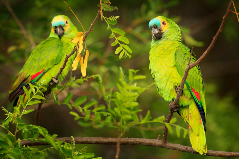 Parrots Are Raiding India’s Poppy Fields In Search for Opium | 
