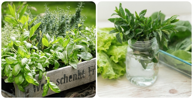 Cómo devolverle la vida a tus hierbas | Shutterstock