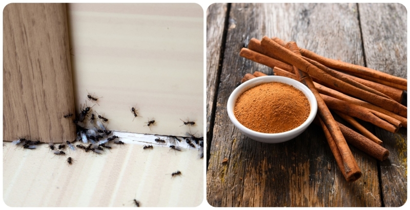 Hormigas picantes | Shutterstock