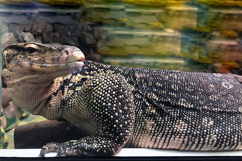 Lizards. Realy Big Lizards | FamStudio/Shutterstock