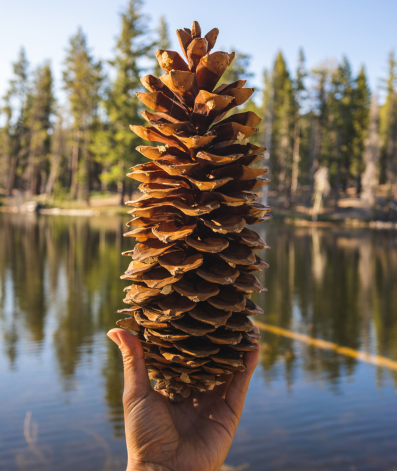 Giant Pinecone | Brannon_Naito/Shutterstock