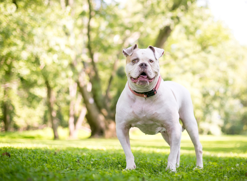 Amerikanische Bulldogge | Alamy Stock Photo by Mary H. Swift