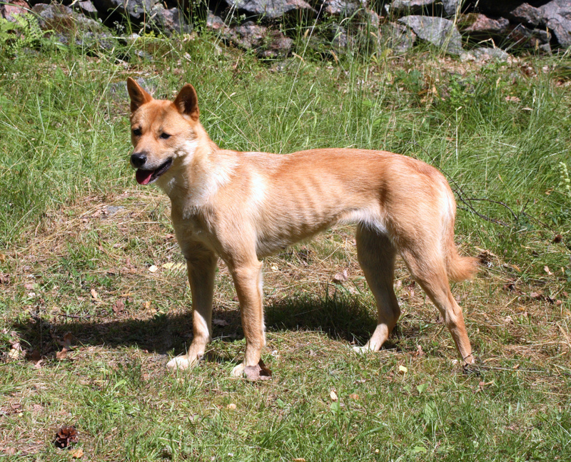 Koreanischer Jindo-Hund | Alamy Stock Photo by roger tillberg