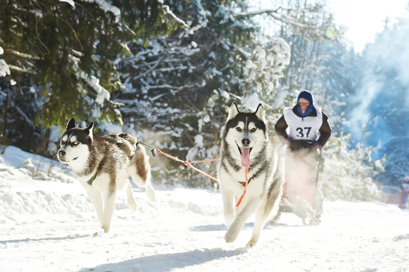 Sibirischer Schlittenhund | Dmitry Kalinovsky/Shutterstock 