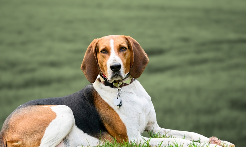 Amerikanischer Englisch Coonhound | Adithya_photography/Shutterstock 