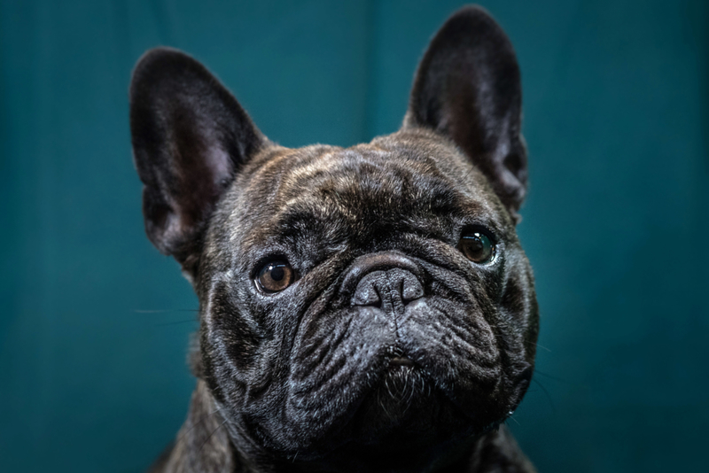 Französische Bulldogge | Getty Images Photo by Matt Cardy