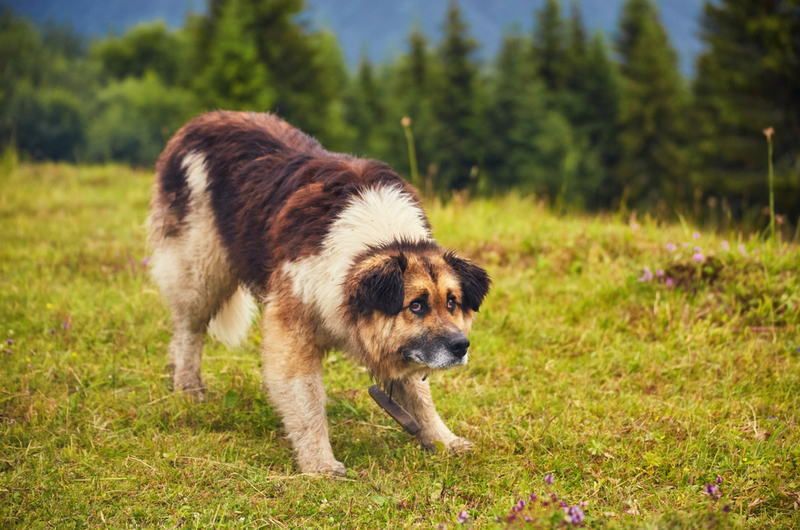Rumänischer Mioritischer Hirtenhund | Ryzhkov Oleksandr/Shutterstock 