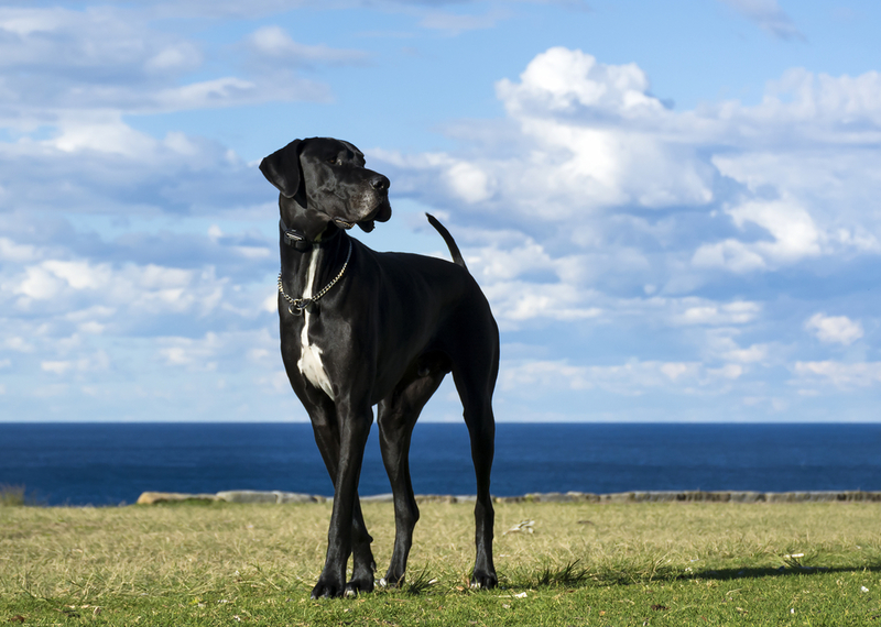 Deutsche Dogge | RugliG/Shutterstock