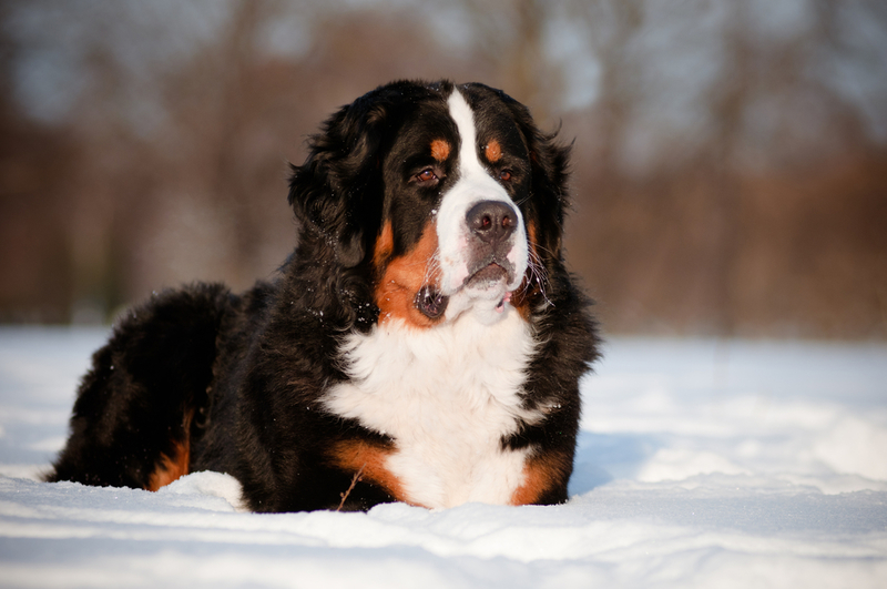 Berner Sennenhund | otsphoto/Shutterstock 